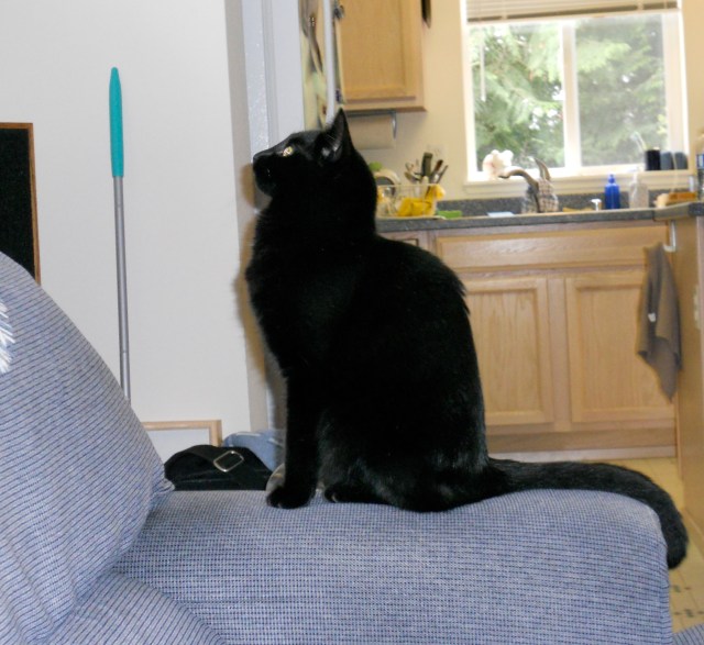 Kikyo, our aristo-cat