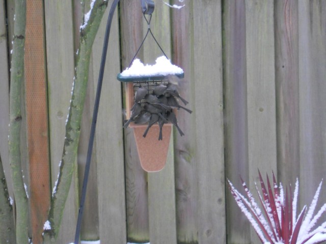 Thirteen Bushtits at once on the suet feeder