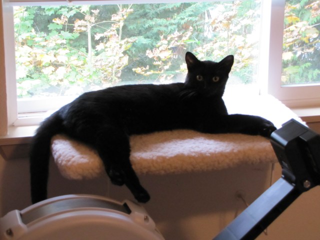 Kikyo, on her window perch