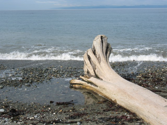 More driftwood at Dungeness