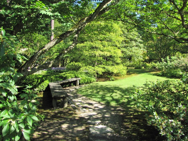 Leafy glade with bench, Seattle Japanese Garden