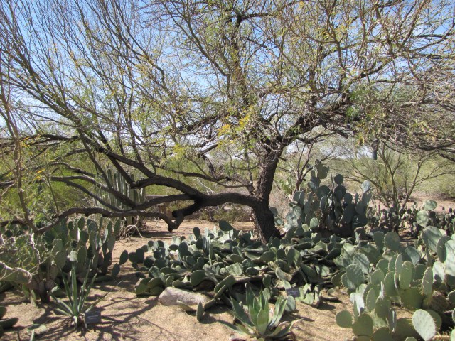 Prickly Pear and Agave under a tree