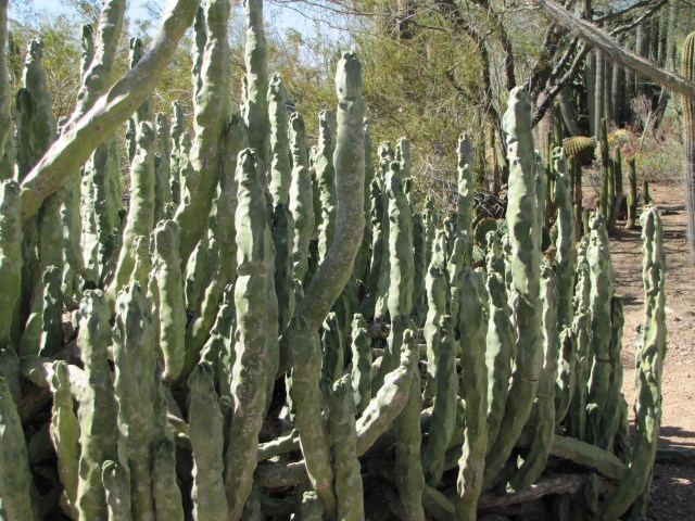 Forest of Cacti!