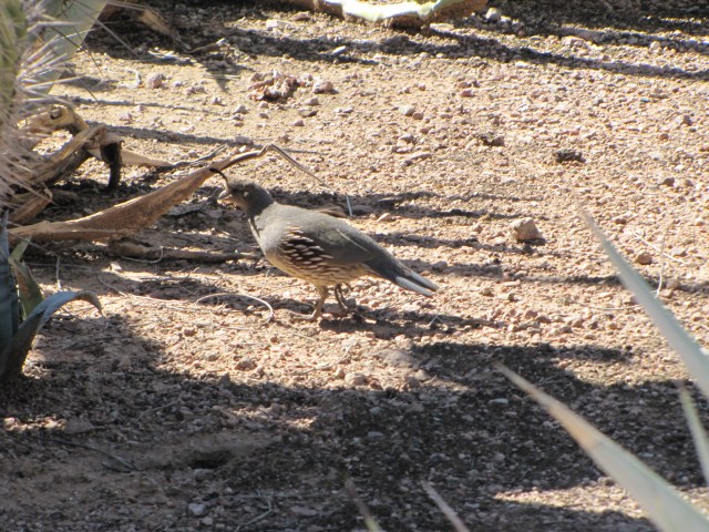 Quail foraging under the agave