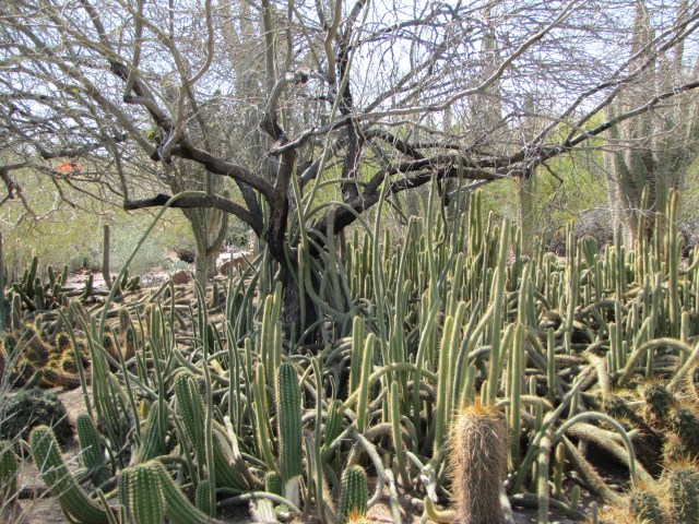 Cacti attacking the tree