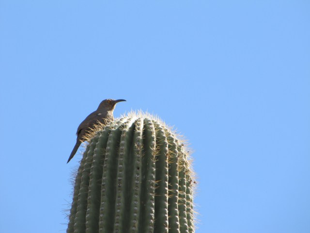 Bird on Cactus, Desert Botanical Garden