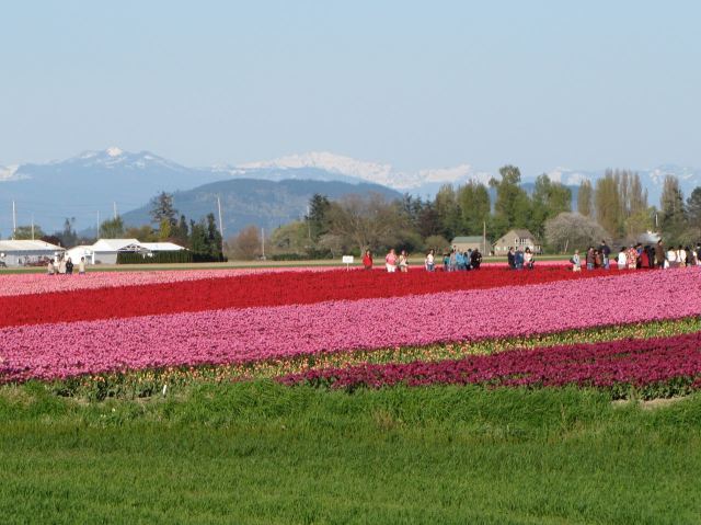 Tulips