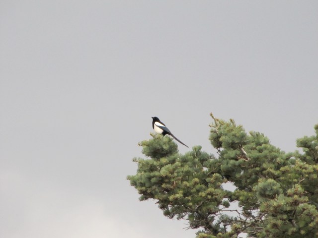 Magpie at Garden of the Gods