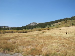 Mt. Rose meadow