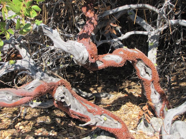 Alive and dead at the same time. Bush seems to have dead trunk, but green leaves.