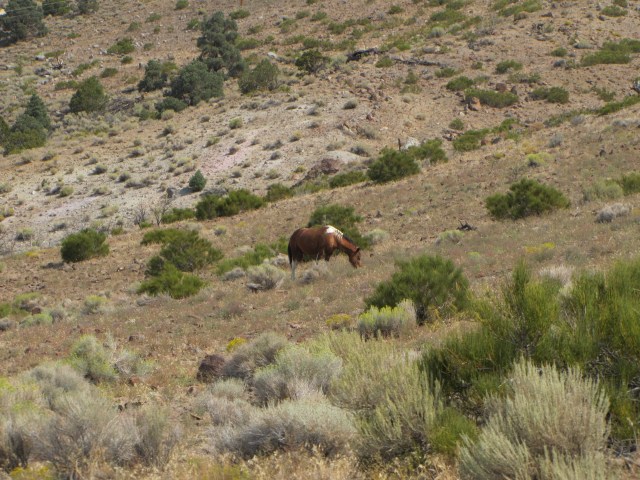 Grazing mustang-east of Reno