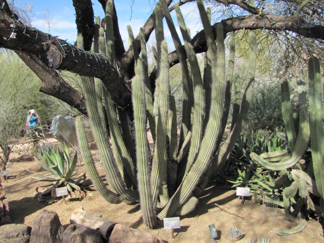 Cactus embracing tree