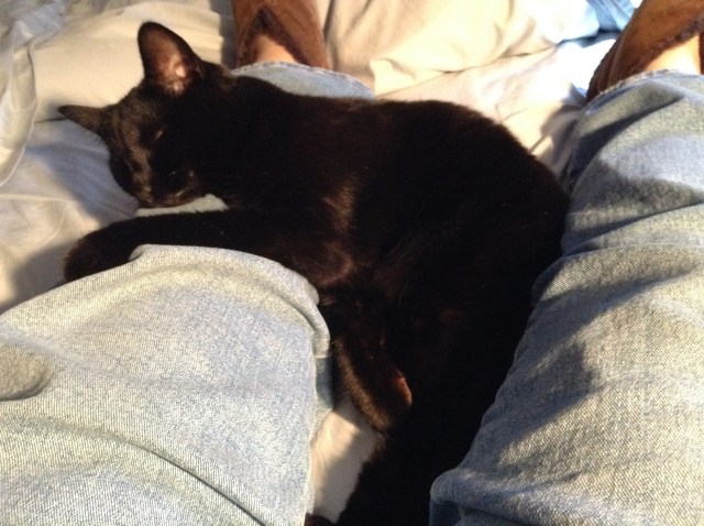 Kikyo, keeping me warm while I read