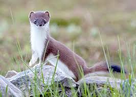 stoat