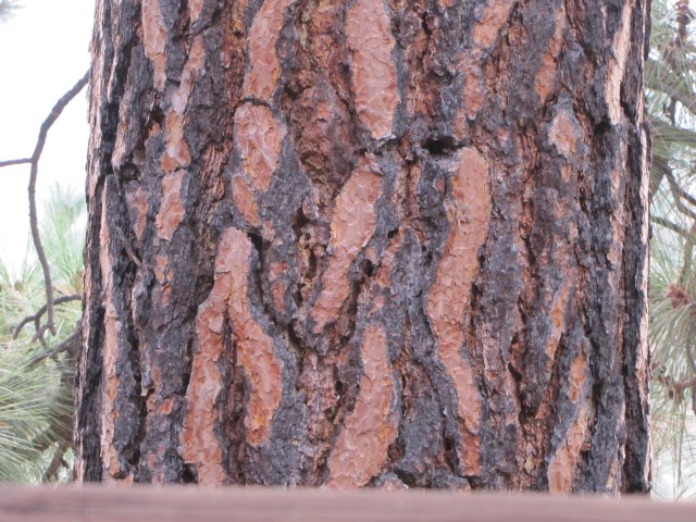 Ponderosa Pine tree