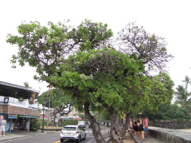 GnarlyTree