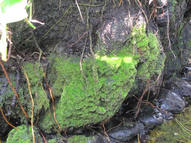 Mosses