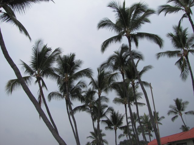 PalmTrees