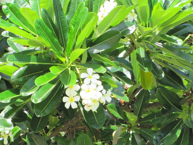 Plumeria