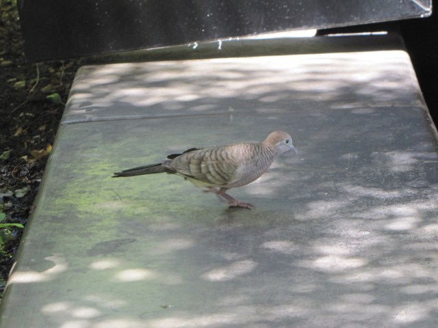 Barred Dove