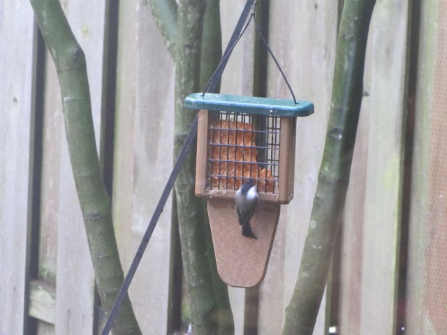 Chickadee at suet feeder