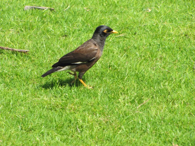 CommonMynah