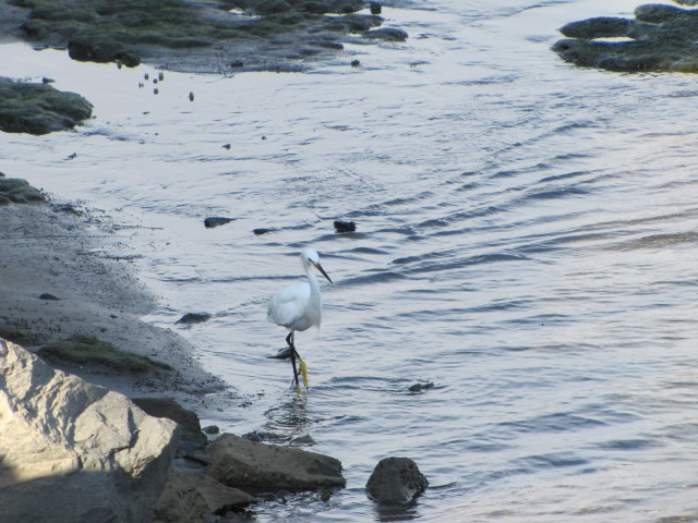 Egret-Mexico