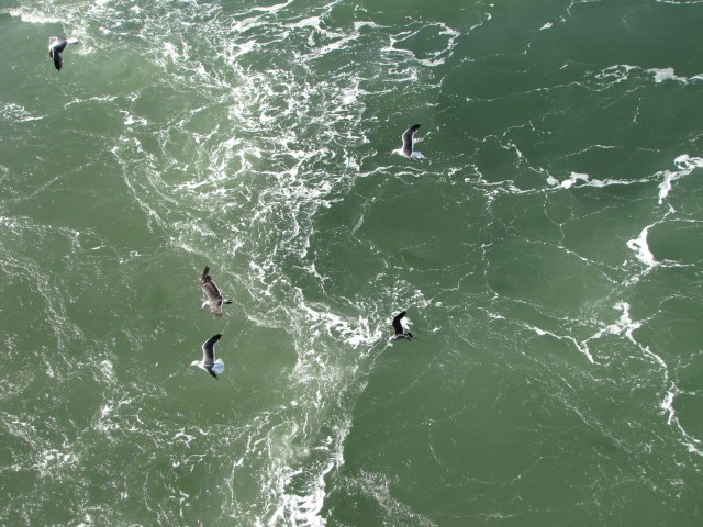 Gulls-green water
