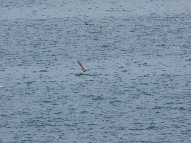 PelicansandGulls7-29