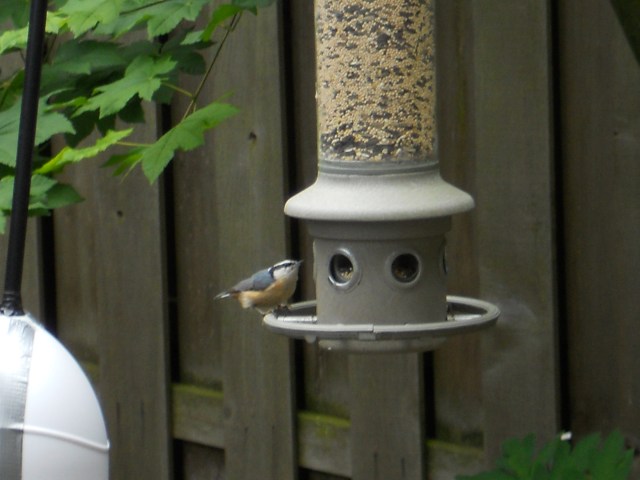 red-breasted nuthatch