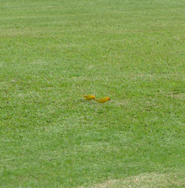 Saffon Finches