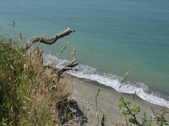 Beach and dead trees