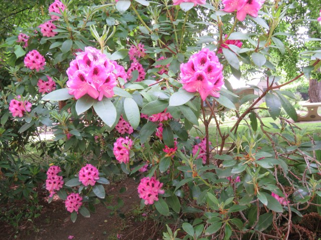 Chetzmoka rhody