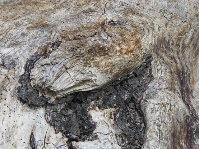driftwood closeup