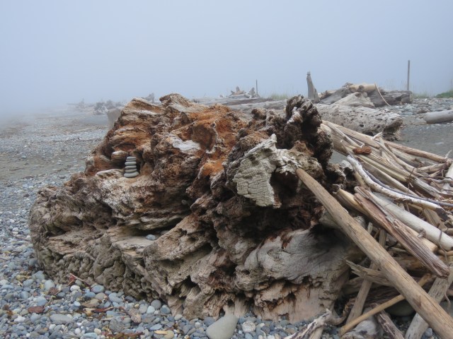 Huge driftwood log