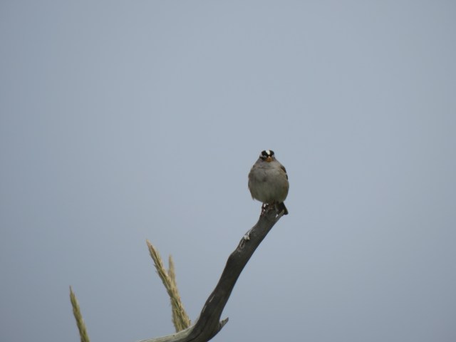 sparrow facing