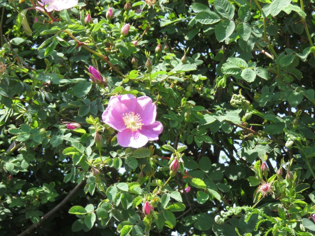 Wild rose