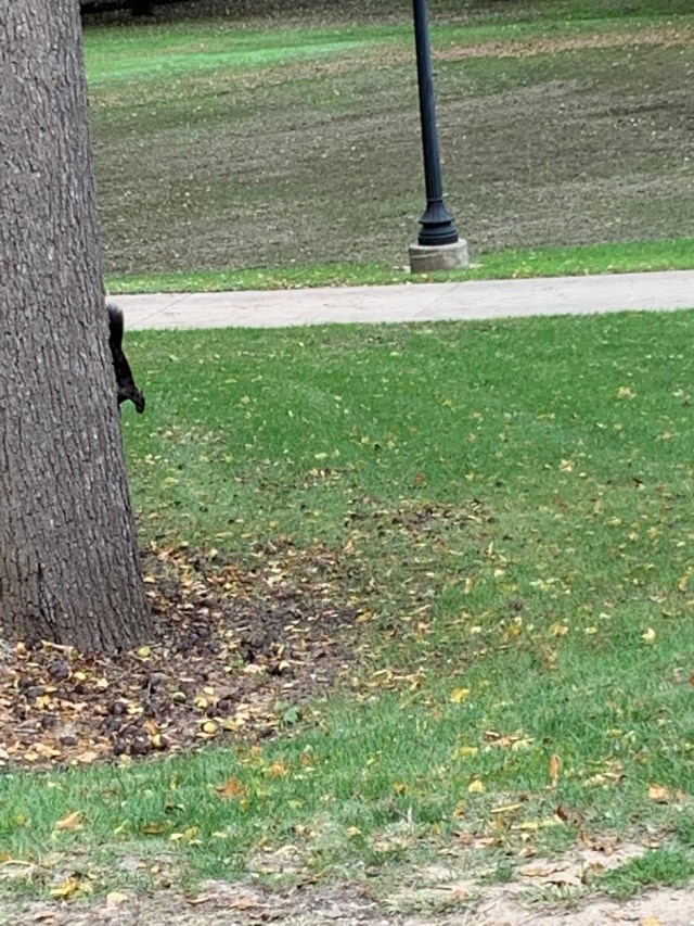 BlackSquirrel