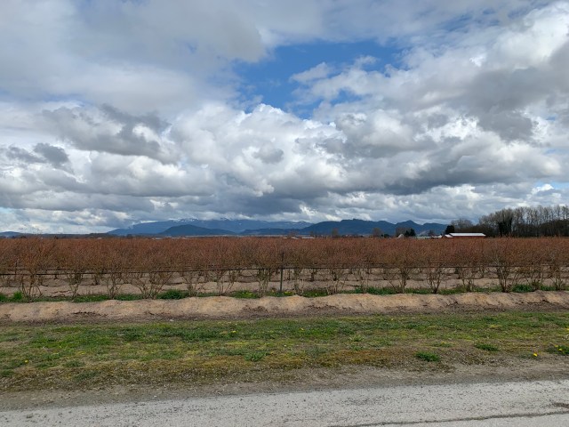 SkagitBlueberries
