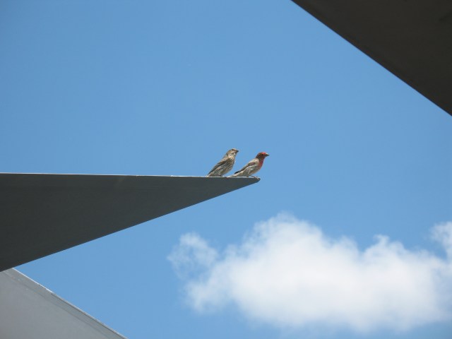 2862House Finches-SDAir-SpaceMuseum
