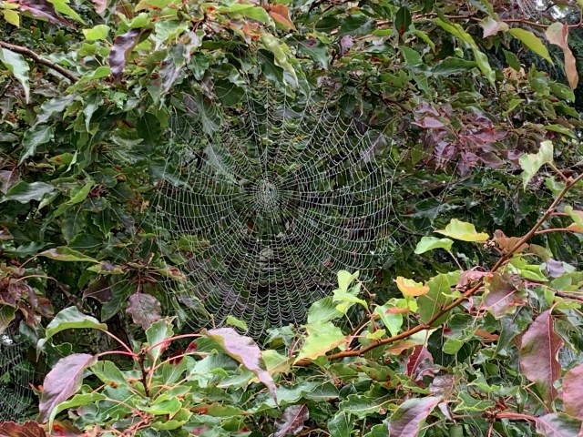 SpiderWeb1