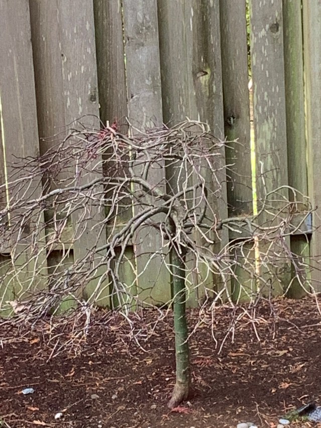 BareJapaneseMaple