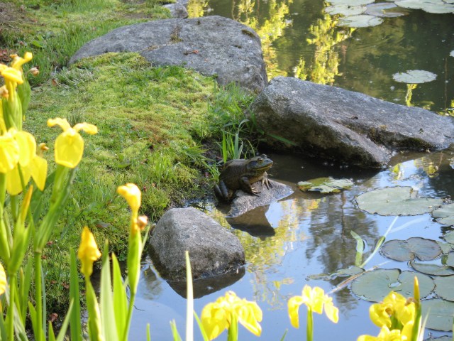 GardenBullfrog