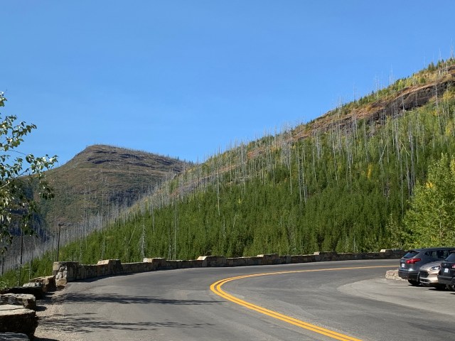 RoadCurve-FireDamagedTrees