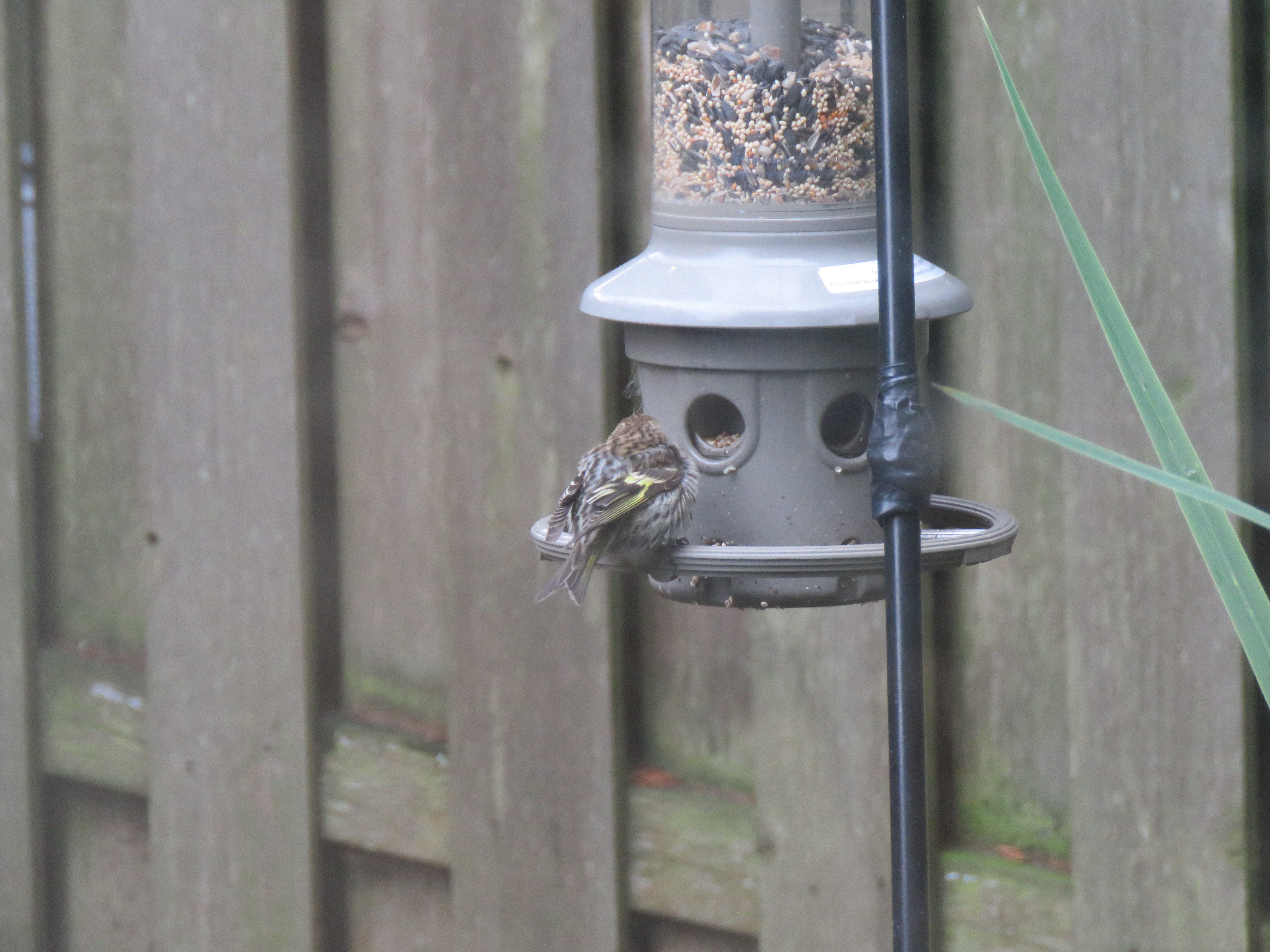 PineSiskin
