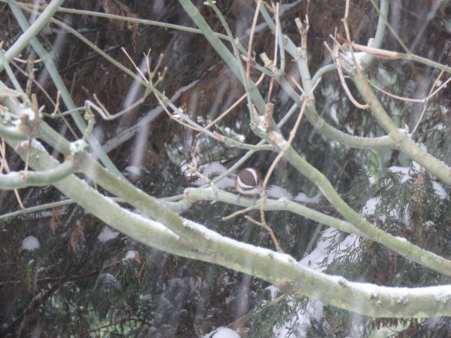 Chestnut-back Chickadee