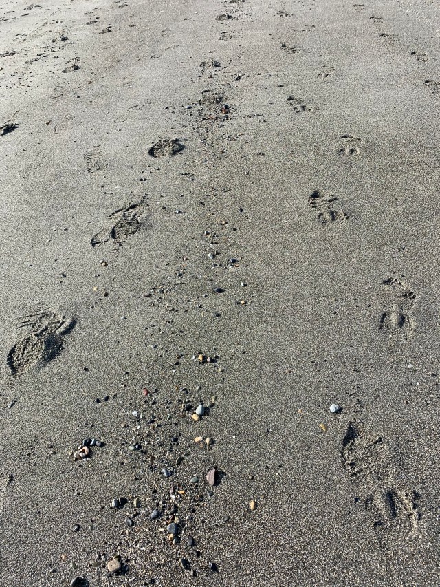 1956-footprints coming and going