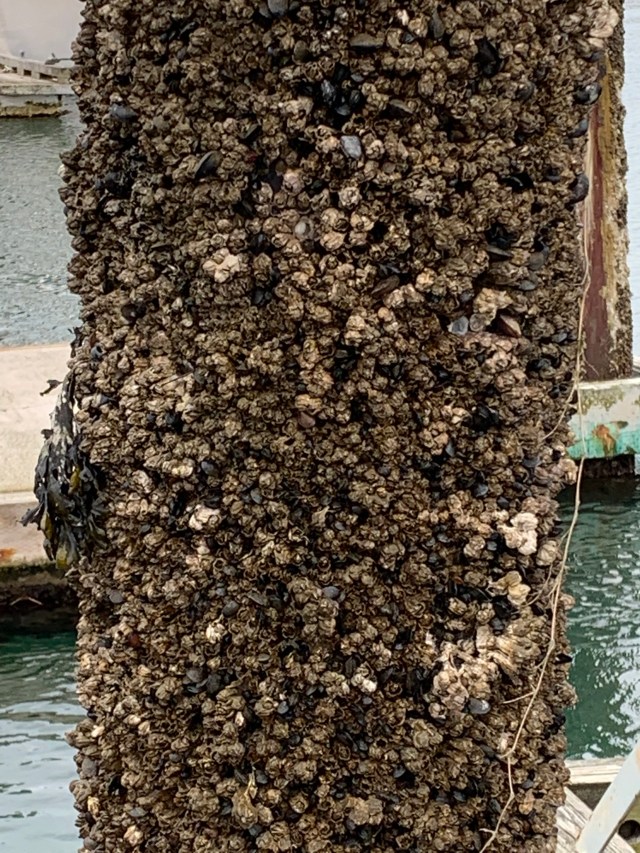 Barnacles