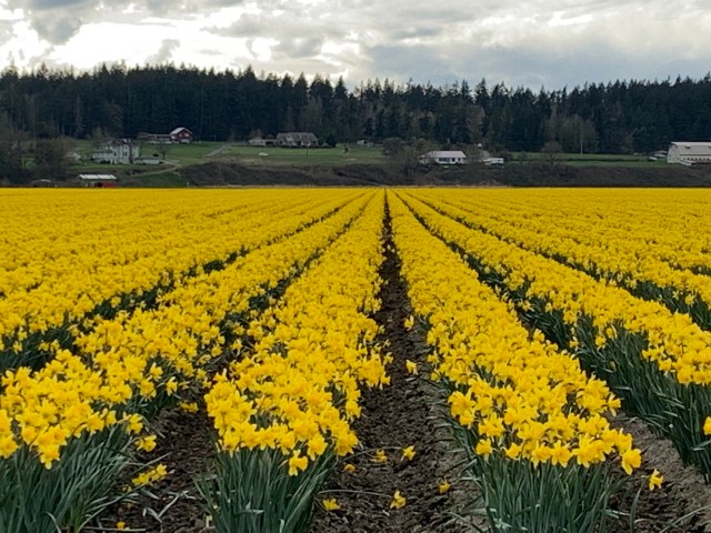 Daffs-Skagit-4-3-21