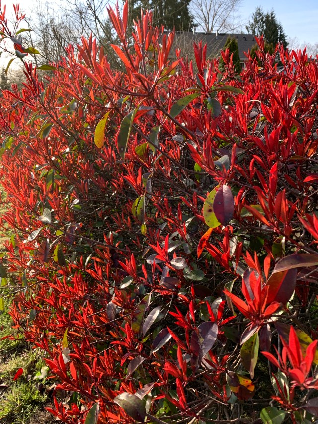 Photinia